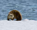 Otter Stretching.jpg