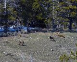 The Molly Pack on the Hill at Mary Bay.jpg