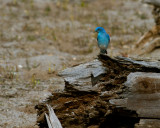 Mountain Bluebird at Mary Bay.jpg
