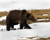Grizzly Near Indian Creek Campground.jpg