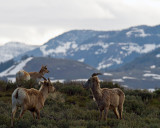 Sheep and Pronghorns Above Yellowstone Picnic Area.jpg