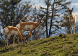 Pronghorns on the Hill Above Yellowstone Picnic Area.jpg