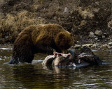 Second Grizzly Eating Off the Bison Carcass at LeHardy Rapids.jpg