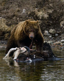 Second Grizzly at the LeHardy Rapids Carcass.jpg