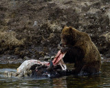 Second Grizzly Ripping Apart the Bison Carcass at LeHardy Rapids.jpg