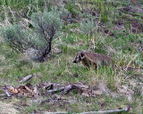 Badger in the Grass by Yellowstone Picnic Area.jpg