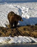 Grizzly on the Shore of the Yellowstone River.jpg