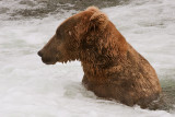 Bear in the Foam.jpg