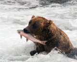 Bear with a Mouthful of Fish.jpg