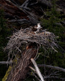 Osprey Nest.jpg
