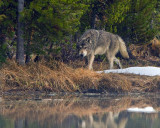 Grey Wolf by the Water at North Twin Lake.jpg