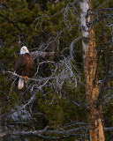 Bald Eagle at LeHardy Rapids.jpg