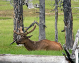 Bull Elk in the Trees.jpg