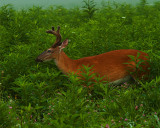 Buck in the Tall Grass.jpg