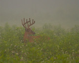 Whitetail in the mist.jpg