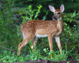 Fawn in the Woods.jpg