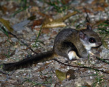 Southern Flying Squirrel on the Ground.jpg