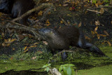 Otter on Alligator Alley.jpg