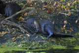 Otter Preening.jpg