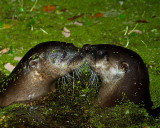 Otters Kissing.jpg
