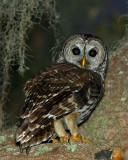 Barred Owl on Shady Oak 2.jpg