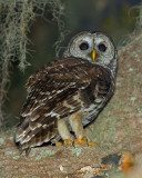 Barred Owl on Shady Oak.jpg