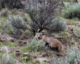 Badger Near Yellowstone Picnic Area.jpg