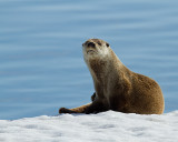 Otter at Mary Bay Portrait.jpg