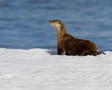 Otter at Mary Bay Neck Craned.jpg