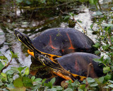 Two Turtles on Alligator Alley.jpg