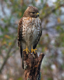 Juvenile Red Shoulder on Marsh Rabbit Run.jpg