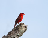 Cardinal on Marsh Rabbit Run.jpg