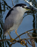 Black Crown Night Heron on Alligator Alley.jpg