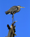 Great Blue Heron on Aligator Alley.jpg