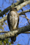 Hawk on Marsh Rabbit Run Vertical 2.jpg