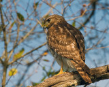 Hawk on Marsh Rabbit Run Closeup.jpg