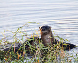 Otters on Lake Hancock.jpg