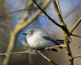 Gnatcatcher on Alligator Alley 2.jpg