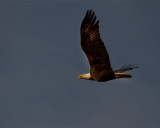 Eagle in Flight on Eagle Roost Way 2.jpg