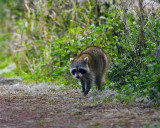 Racoon on Alligator Alley.jpg