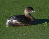 Pied-Bill Grebe.jpg
