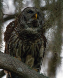 Barred Owl on a Branch on Alligator Alley.jpg