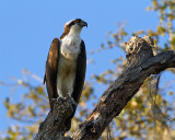 Osprey in the Treetops on Shady Oak.jpg
