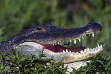 Gator with Mouth Open.jpg