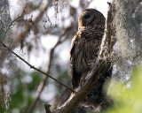 Barred Owl in the Tree at Morning.jpg