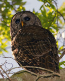 Barred Owl on Alligator Alley at Morning.jpg