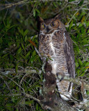 Great Horned Owl in the Tree.jpg