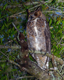 Great Horned Owl 2.jpg
