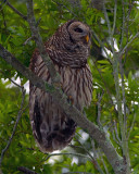 Barred Owl Male.jpg