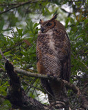 Great Horned Owl in the Tree by the Entrance Road.jpg